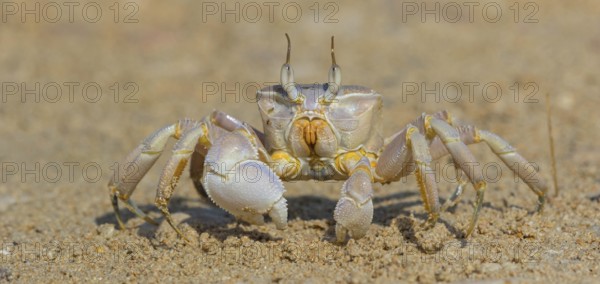 Horned ghost crab, beach, mudflat, horned eye sand crab, Indo-Pacific riding crab, Geisetr crab, crab, crayfish, decapod crab, water body, Raysut, Salalah, Dhofar, Oman, Asia