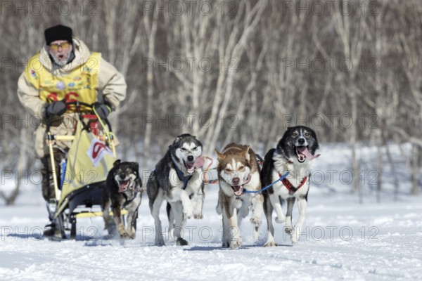 PETROPAVLOVSK, KAMCHATKA PENINSULA, RUSSIA, FEB 25, 2017: Running Alaskan Sled Dog team Kamchatka musher Revenok Vladislav. Kamchatka Sled Dog Racing Beringia, Russian Cup of Sled Dog Race (snow disciplines)
