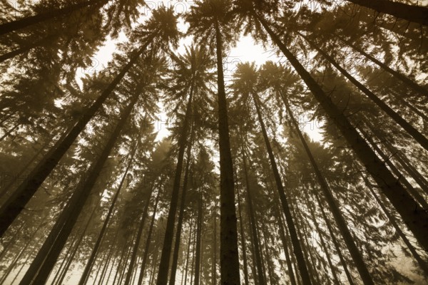 Traumatic forest