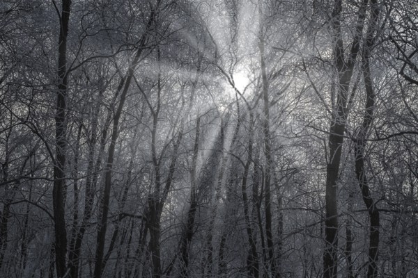 Hoarfrost on trees