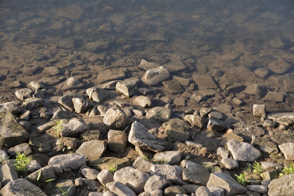 Shoreline of Weser River near Oberweser, Upper Weser Valley, Weser Uplands, Weserbergland, Hesse, Germany, Europe