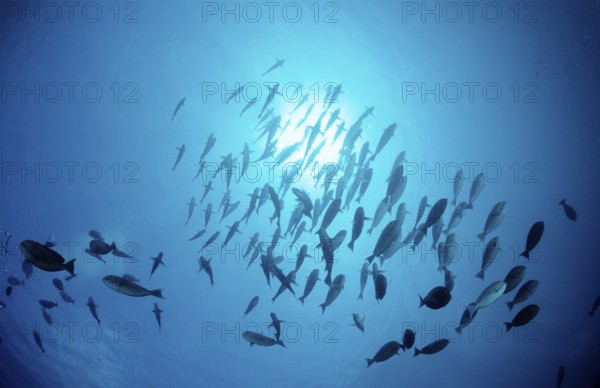 Shoal grey surgeonfish, Acanthurus mata, Maldives, Indian Ocean, Meemu Atoll, Asia