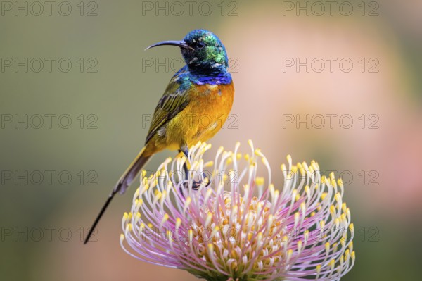 Orange-breasted sunbird (Anthobaphes violacea), Nectarinia violacea, Orange-breasted Sunbird, Souimanga orangé, Suimanga pechinaranja, Harold Porter National Botanical, Betty's Bay, Western Cape, South Africa, Africa