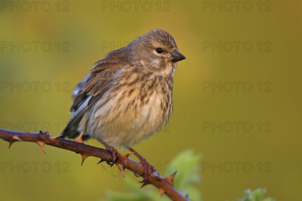 Linnet, Common Linnet, Eurasian Linnet, (Carduelis cannabin), (Acanthis cannabina), Linotte mÈlodieuse, Pardillo Com?n
