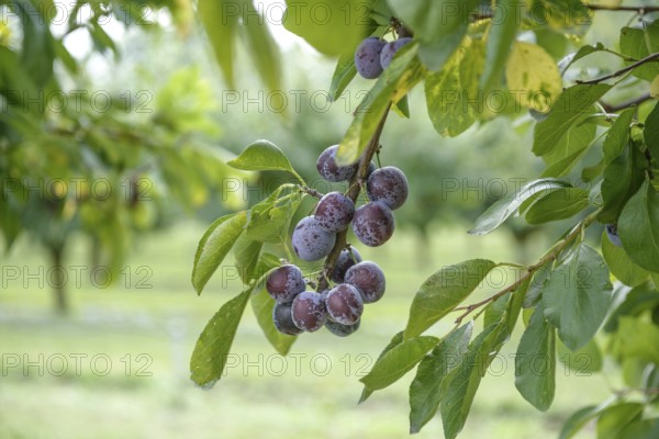 Plum (Prunus domestica 'Opal'), Bundessortenamt, Marquardt testing centre, Marquardt, Brandenburg, Germany, Europe