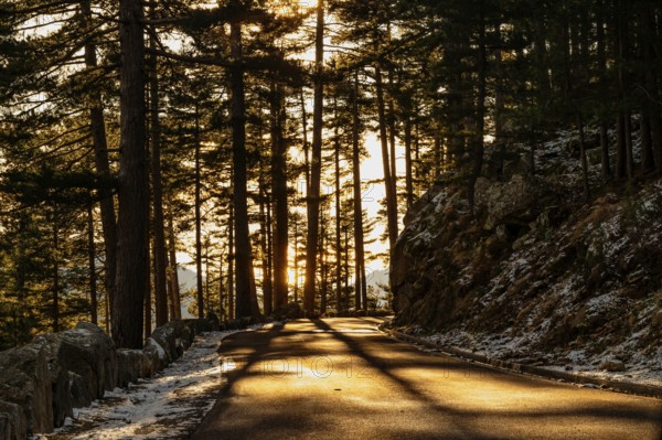 Rays of the morning sun on a carriageway with remnants of snow on the Col de Sorba mountain pass near Muracciole, Corsica nature park Park, Corsica, France, Europe