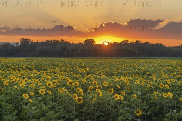 Fields of sunflowers or sun at sunset (Helianthus annuus) grown for its edible seeds, flour and oil. Alsace, France, Europe