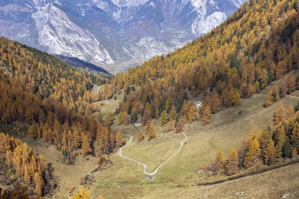 Autumnal larch forests with a view of the main valley of the Valais, Rhone Valley, Vallon d'Arbi, La Tzoumaz, Riddes, Valais, Switzerland, Europe