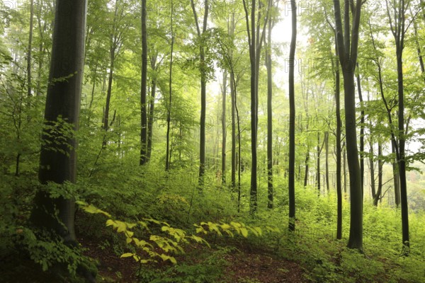 Majestic autumn beech forest on a foggy, rainy morning in late September