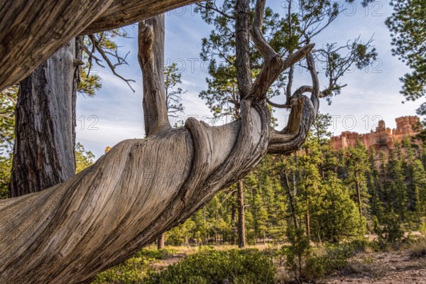 Scenic rocks from the Navajo Loop Trail leading through Bryce Canyon, USA, North America