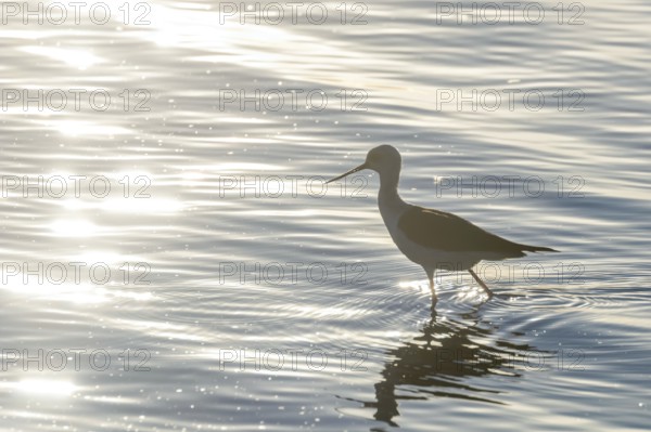Black Winged Stilt in Water (Himantopus himantopus) Wader Bird Stilt