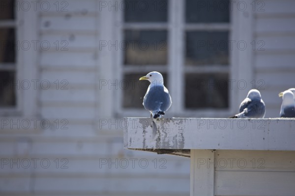 Common gulls (larus canus) standing on building roof in summer, Berlevåg, Norway, Europe