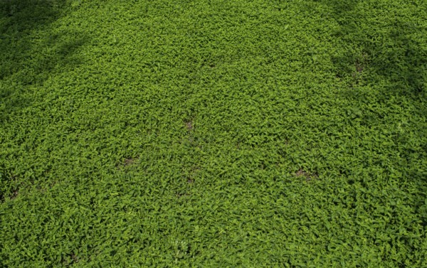 Growing sprouted agricultural crops in spring field