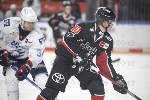 LanxessArena, Cologne, North Rhine-Westphalia, Justin Schütz (Cologne Sharks, #10), PENNY DEL, Cologne Sharks-Adler Mannheim on 02/02/2025 at the LanxessArena in Cologne Germany
