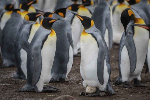 King penguins (Aptenodytes patagonicus), hen on just laid egg, Volunteer Point, Falkland Islands, Great Britain, South Atlantic, South America