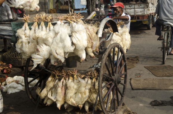 Chickens hanging hand rickshaw Kolkata West Bengal India Asia