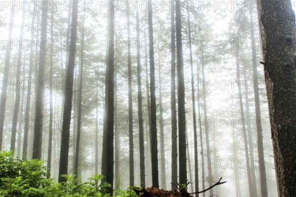Pine trees, Doodhpathri, Budgam, Kashmir, India, Asia