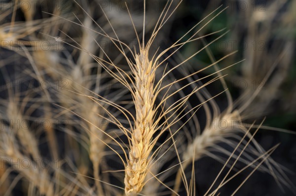 Wheatfield, pune, maharashtra, india, asia