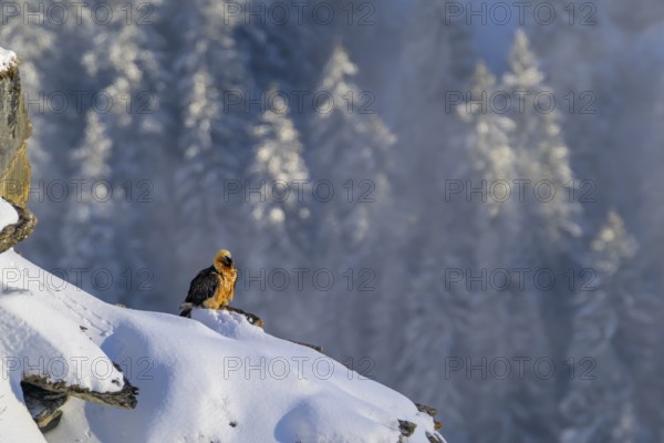 Bearded vulture (Gypaetus barbatus) resting on a snow-covered rock against a background of snow-covered trees, Valais, Switzerland, Europe