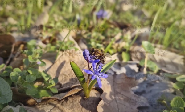 Close-up of a bee collecting nectar from a small alpine squill purple flower in the spring meadow. Purple blooming Scilla bifolia among green drass and dry leaves. Springtime pollination