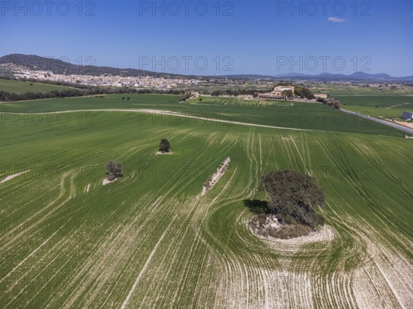 Cereal cultivation field between Villafranca de Bonany and Porreres, Majorca, Balearic Islands, Spain, Europe