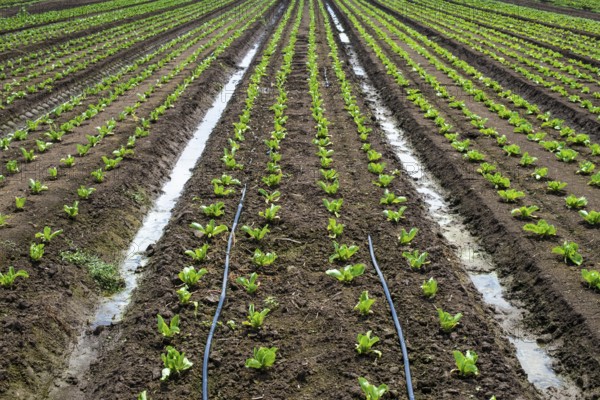 Lettuce farm on sunlight. Rows with small lettuce plants