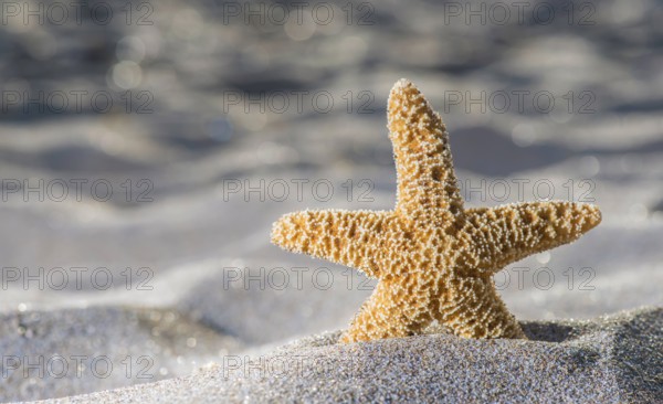 Sunrise on the beach. Starfish