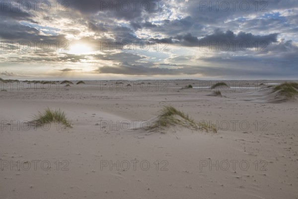 Dunes at the Beach of Amrum, Germany, Europe