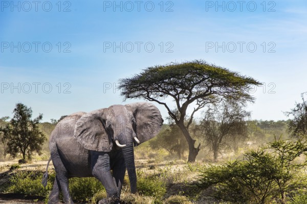 The big elephant and plain acacias in Amboseli park. Travel to exotic Africa. The famous snow-capped Mount Kilimanjaro. Magnificent wild animals of the African savannah
