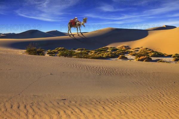 Camel with harness and blanket for walking tourists. Sandy desert covered with waves of sand