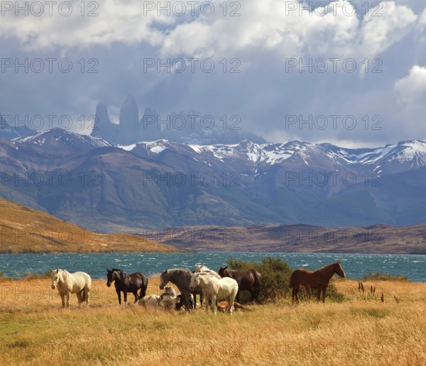 Chilean Andes. Fabulous lake Laguna Azul. Distance are seen three rocks Torres del Paine. On the lake herd of horses grazing