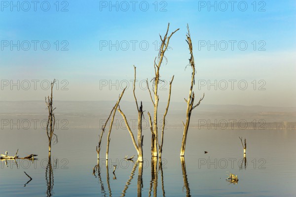 Journey to the exotic country of Kenya. Lake Nakuru National Park in East Africa. Sunset. Gentle sunlight illuminates the half-flooded trees. East African Rift Valley
