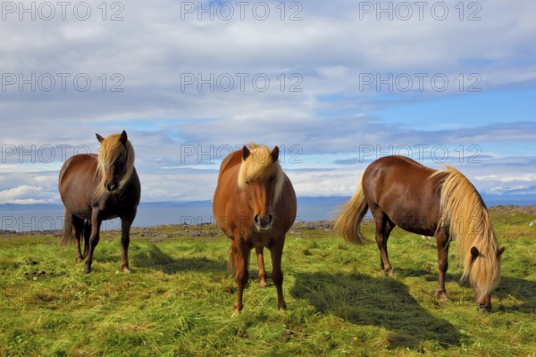 Three Icelandic horses on the shore of the fjord. Beautiful horse chestnut suit with white manes on free ranging