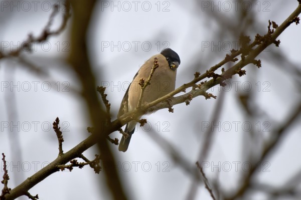 A bullfinch (Pyrrhula pyrrhula) female sits quietly on a branch in nature, pond area Wismar-Kluß, Wismar, Mecklenburg-Vorpommern, Germany, Europe