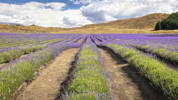 An image of a lavender field in New Zealand