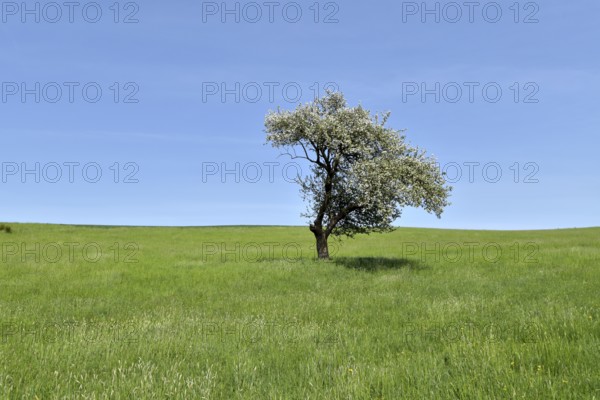 Blossoming apple tree in a meadow with blue sky and sun near Kempfeld at the Hunsrück-Hochwald National Park, Rhineland-Palatinate, Germany, Europe