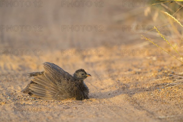 Cape Francolin, (Francolinus capensis), (Pternistis capensi, resting on sandy soil, Africa, West Coast National Park, Langebaan, Western Cape, South Africa, Africa
