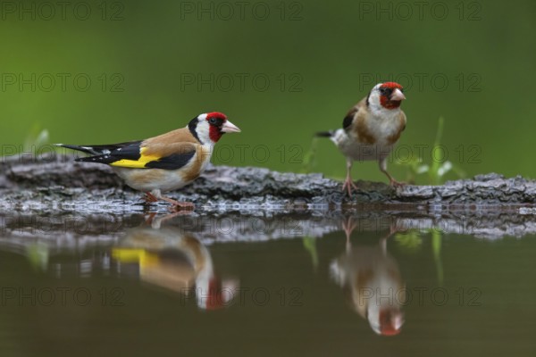 Goldfinch, goldfinch, (Carduelis carduelis), biotope, habitat, foraging, two birds, pair, water, Worms, Rhineland-Palatinate, Germany, Europe