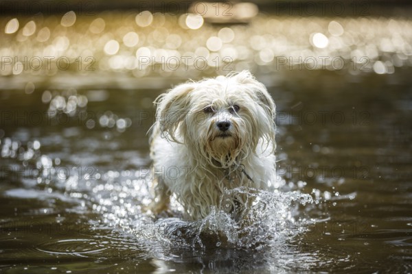 Small white Havanese walks through the water of a shallow river