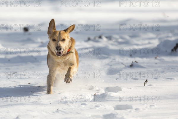 A light brown Labrador runs towards the photographer in the snow