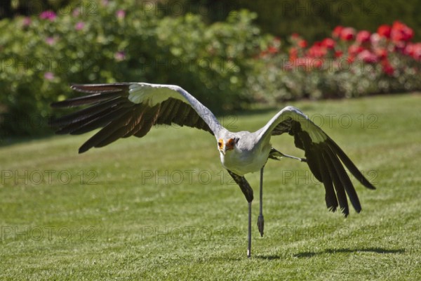 Secretary bird (Sagittarius serpentarius), Secretary