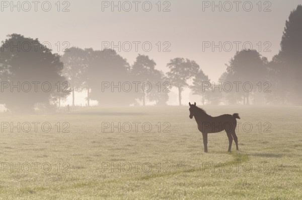 Little foal on misty sunrise pasture in summer