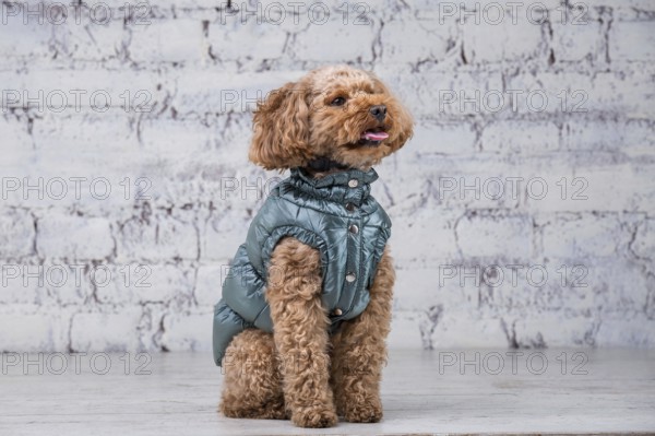 Small funny dog of brown colour with curly hair of toy poodle breed posing in clothes for dogs. Subject accessories and fashionable outfits for pets. Stylish overalls, suit for cold weather for animal