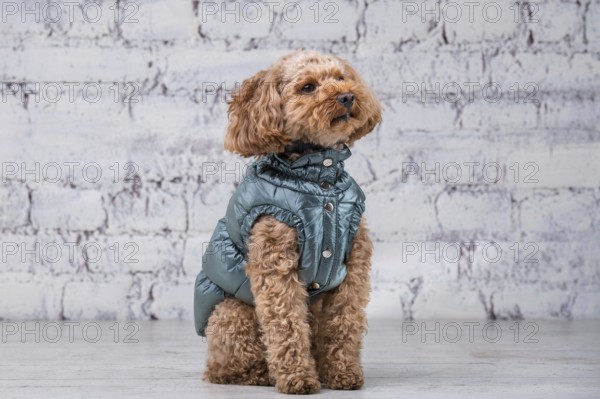 Small funny dog of brown colour with curly hair of toy poodle breed posing in clothes for dogs. Subject accessories and fashionable outfits for pets. Stylish overalls, suit for cold weather for animal