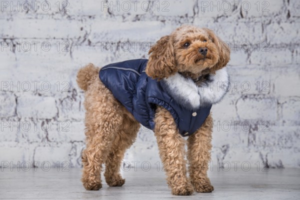 Small funny dog of brown colour with curly hair of toy poodle breed posing in clothes for dogs. Subject accessories and fashionable outfits for pets. Stylish overalls, suit for cold weather for animal