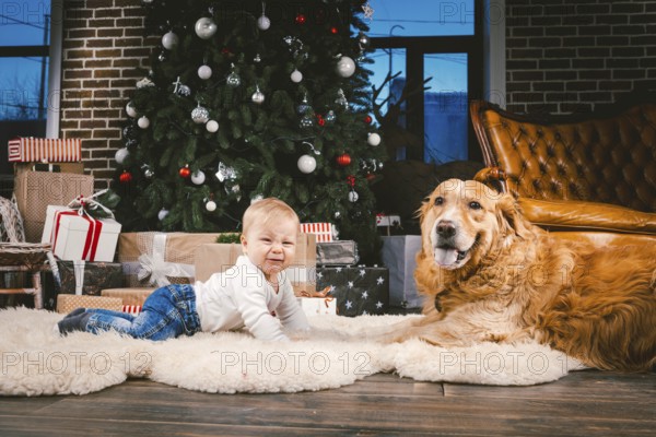Friendship man child and dog pet. Theme Christmas New Year Winter Holidays. Baby boy on the floor decorated tree and best friend dog breed Labrador Golden Retriever