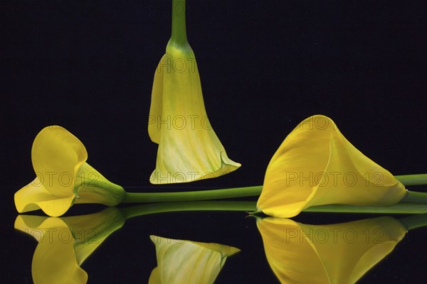 Yellow calla lily on a black glass plate
