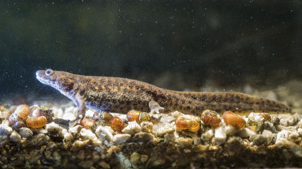 Spanish ribbed newt Pleurodeles waltl, also known as the Iberian ribbed newt. Wildlife animal