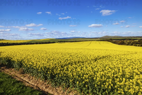 Fields of canola shine on a clear sunny day near Beveridge between old Sydney Rd and the Hume Hwy in Melbourne, Victoria, Australia, Oceania