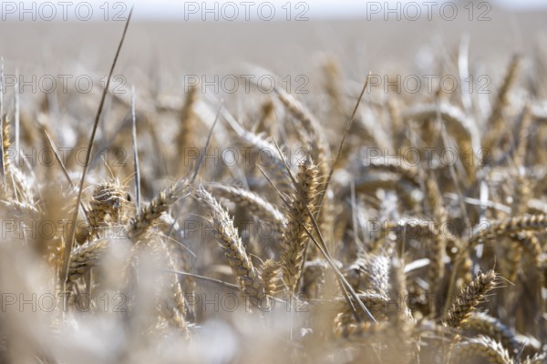 Close-up of golden ears of wheat in a dense wheat field with a natural flair, Coxhill, Shepherdswell, Dover, Kent, United Kingdom, Europe
